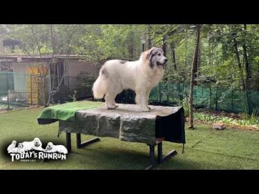 リリーは大好きだけと…時々避難してひとりになりたいベルです　Great Pyrenees　グレートピレニーズ