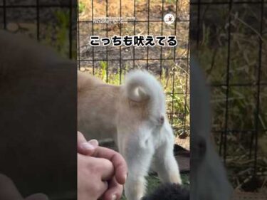 こっちも吠えてるぞ！！！｜PECO