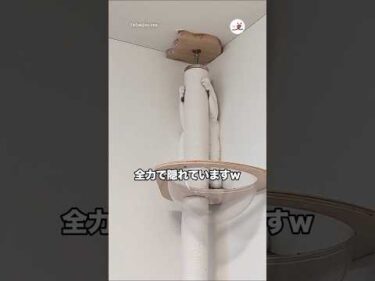 知らない人が来たので全力で隠れていますw｜PECO
