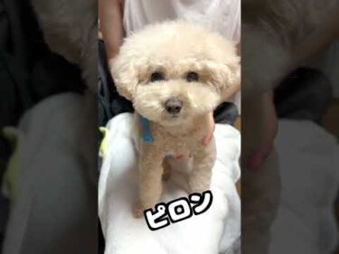 動画は可愛く映りたい三桜w #dog #トイプードル #犬のいる生活 #toypoodle #犬