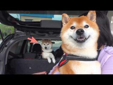 実家の柴犬の突然の訪問で、妹が壊れました。。