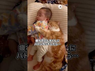 疲れてぶん太くんにバトンタッチしたら…｜PECO