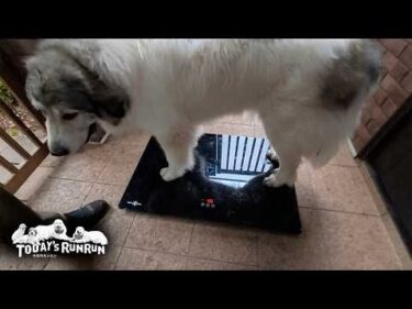 体重オーバーだけど…私のせいじゃないよ！という態度のベルです　Great Pyrenees　グレートピレニーズ