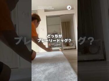 これは毎朝の儀式です｜PECO