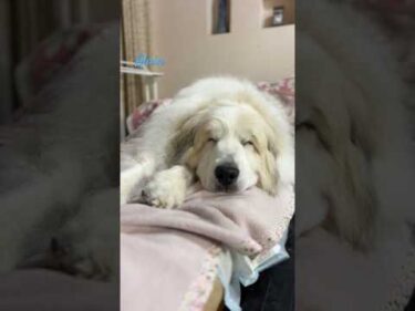 Alain アラン #greatpyrenees #todaysrunrun #グレートピレニーズ #今日のルンルン