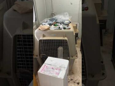 権蔵とカツオのお家