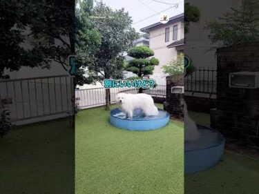 大雨なのにプールから出てこないんだが…｜PECO