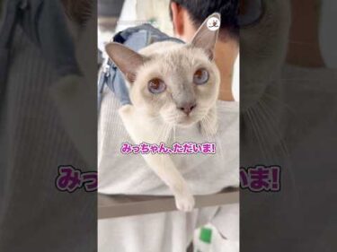 「お帰り」は1回しか言ってくれない猫｜PECO