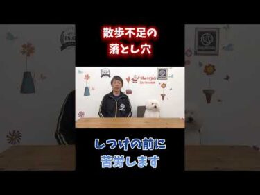 なぜしつけが進まない？原因は散歩不足かもしれません
