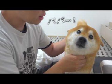 怖いことがあり、柴犬はパパに何度も訴えました