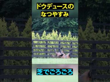 夏休み中のドウデュースをのぞいてみた