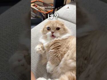 爪が当たってBAD入った猫｜PECO