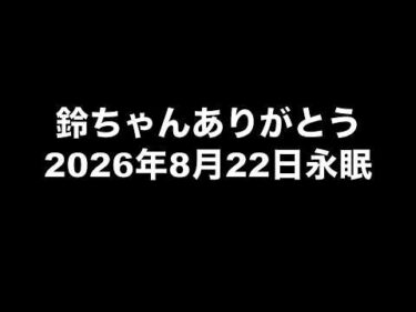 【訃報】鈴ちゃん永眠しました