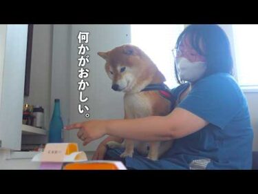 実家の柴犬を送り届ける「だけ」のはずでした。