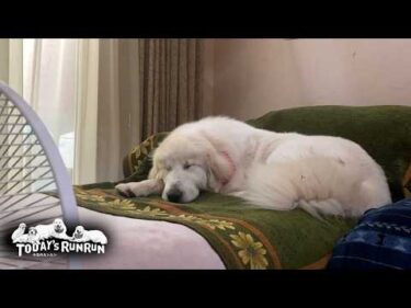 外が暑いので…家の中でダラダラしているベルとリリーです　Great Pyrenees　グレートピレニーズ