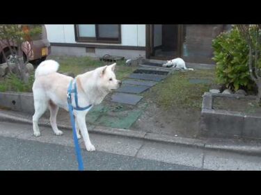 【秋田犬ゆうき】ご近所のネコちゃんと仲良くなりたいけど異種間のハードルはかなり高くて難しい【akita dog】