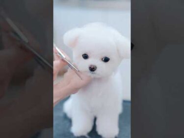 初カットで可愛くなりすぎちゃいました・・・👼