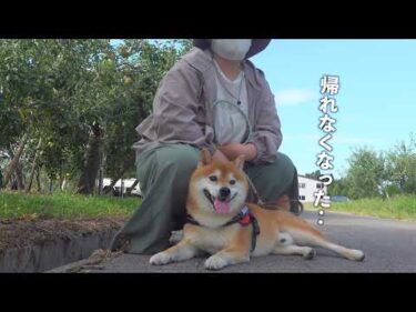 柴犬の好きに散歩させたら、ママから突然電話がきました。