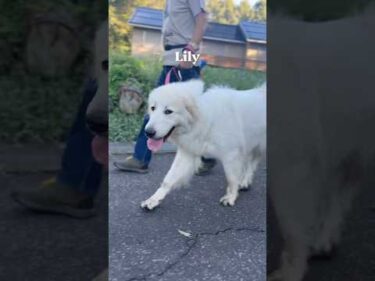 Lily リリー #greatpyrenees #todaysrunrun #グレートピレニーズ #今日のルンルン
