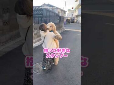 スタンダードプードルの抱っこ｜PECO