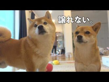 この日、柴犬との交渉は決裂しました。