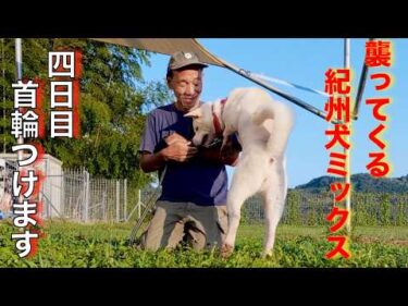 襲って来る紀州犬Mix首輪つけます！（四日目）