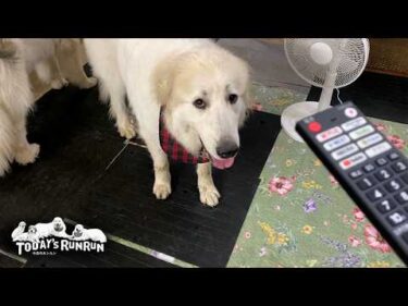 新しいリモコンは遠慮して新聞で我慢したお利口なリリーです　Great Pyrenees　グレートピレニーズ
