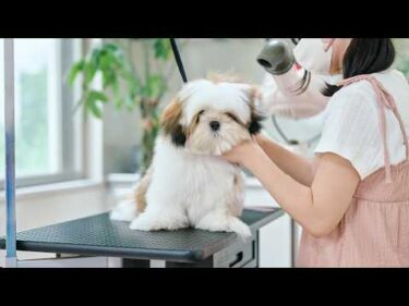 まんまるコロコロに大変身！もこもこシーズーの子犬初めてのトリミング