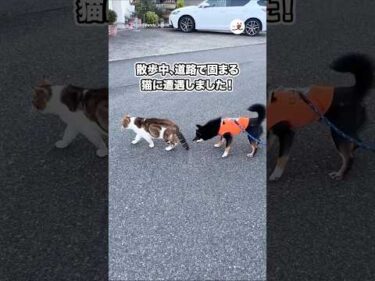 散歩中、道路で固まる猫に遭遇して…｜PECO