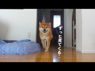 柴犬が車中泊の翌日に見せた、まさかの姿。