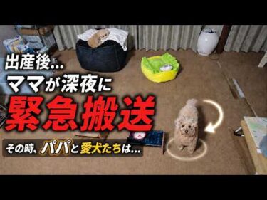 出産後、深夜にママが突然救急搬送されました。その時パパと愛犬2匹は…