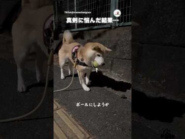 どっちも持って帰りたい｜PECO