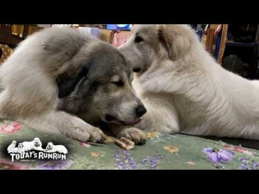 ベルが飽きるまでジッと待ち…素早く鹿の角を奪うリリーです　Great Pyrenees　グレートピレニーズ