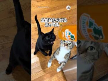 全部自分のだと思ってる猫｜PECO