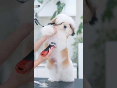 【動画全編は⬇️】シーズー子犬の大変身！✂️