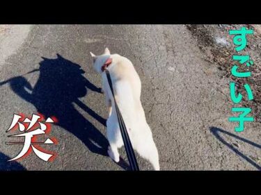 岡山から来た紀州犬Mix 初散歩(8月24日)