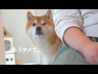 この日柴犬ハチは、ママに助けを求めました。