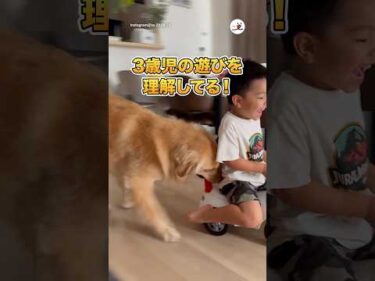 3歳児の遊びを理解してるゴールデン｜PECO