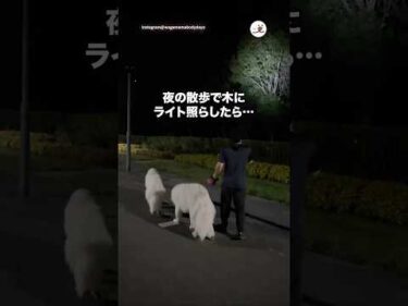 夜の散歩で絶対に木をライトで照らしてはいけない理由｜PECO