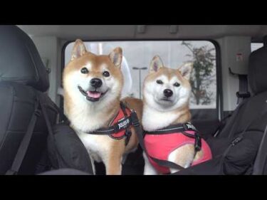 実家の柴犬が心配で、様子を見にいったら…