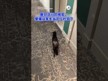 【検証】愛猫は我が家を当てられる？｜PECO
