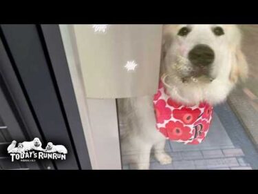 サロンでお友達がワンワンしたのでちょっと怖かったリリーです　Great Pyrenees　グレートピレニーズ