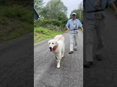 Lily リリー #greatpyrenees #todaysrunrun #グレートピレニーズ #今日のルンルン