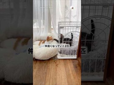 いつの間にか境界線がなくなっていたふたり｜PECO
