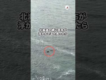 北海道の岬に昆布が浮かんでると思ったら…｜PECO