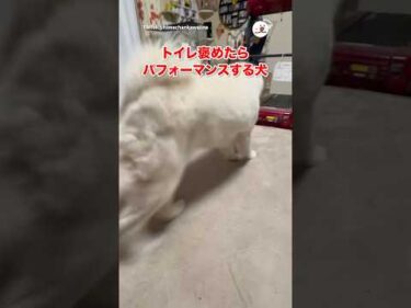 トイレを褒めたら変なパフォーマンスするようになった犬｜PECO