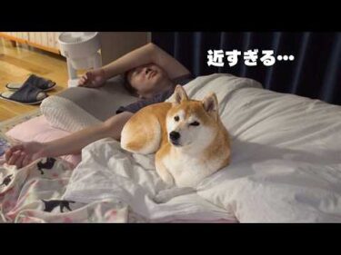 柴犬とのお泊まり、まさかの連発でした
