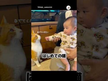 初めての猫が優しかった｜PECO