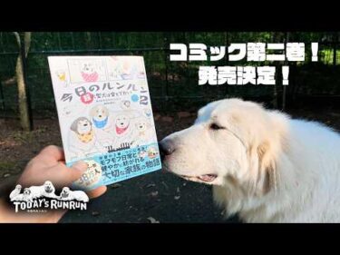 今日のルンルンコミック第2巻の発売が決まりました！　Great Pyrenees　グレートピレニーズ