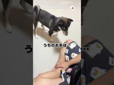 うちはお手じゃなく…｜PECO